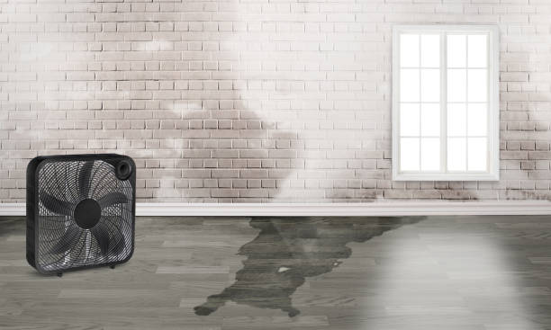 Best Water damage cleanup near me  in , DE
